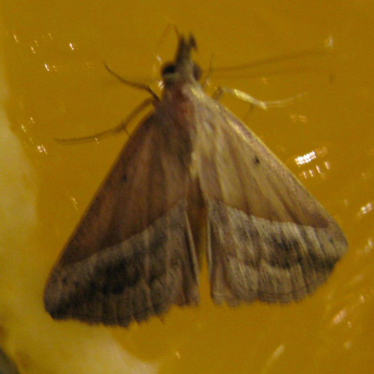 Hypena lividalis