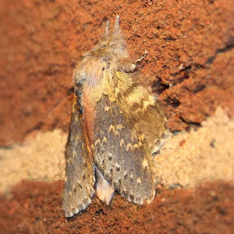 Lobster moth