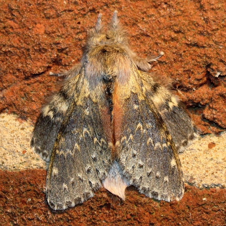 Lobster moth
