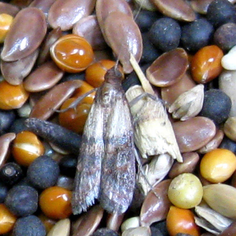 Indian Meal moth
