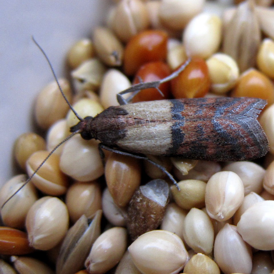 Indian Meal moth