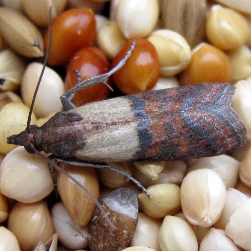 Indian Meal moth