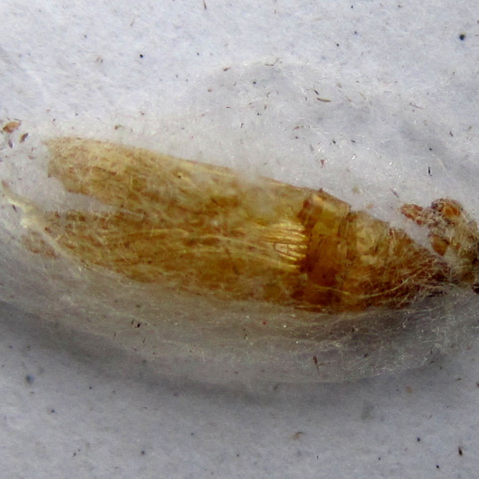 Indian Meal moth pupa case