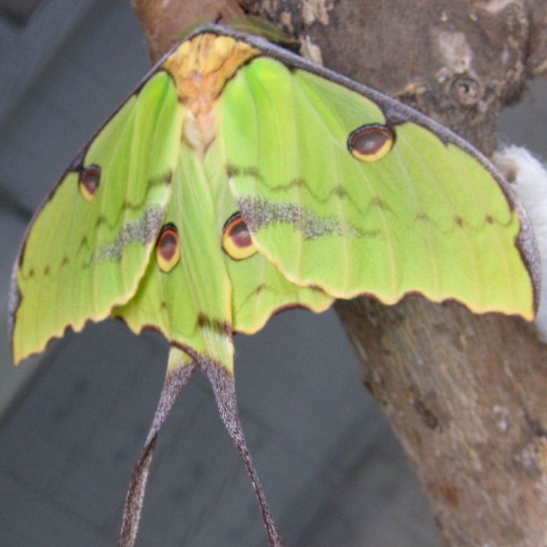 African Moon moth