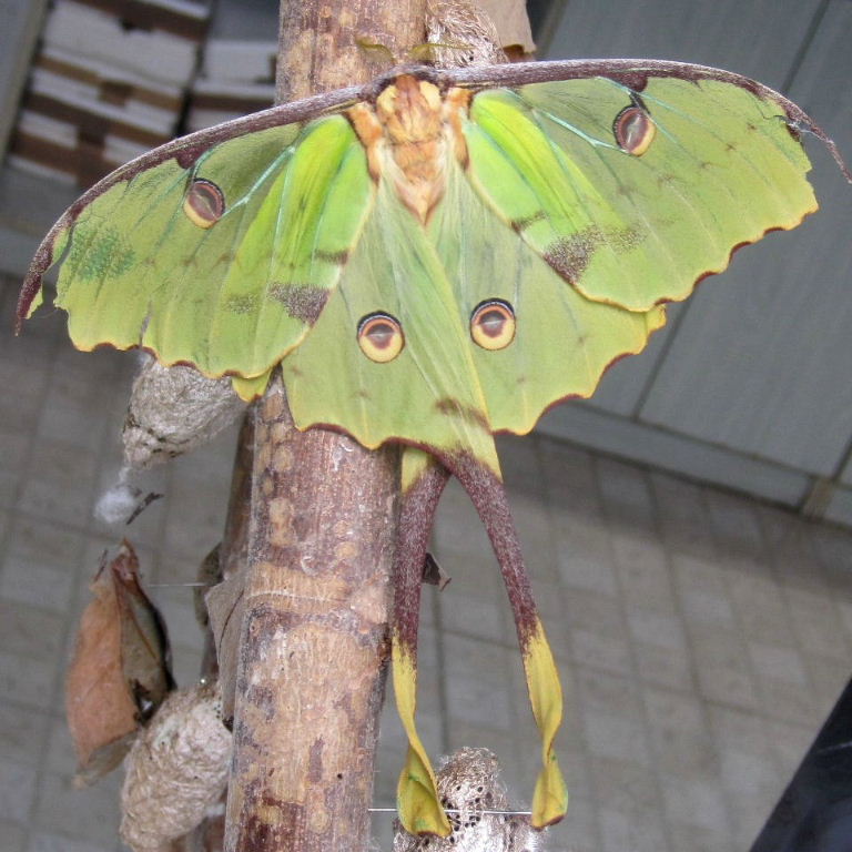 African Moon moth