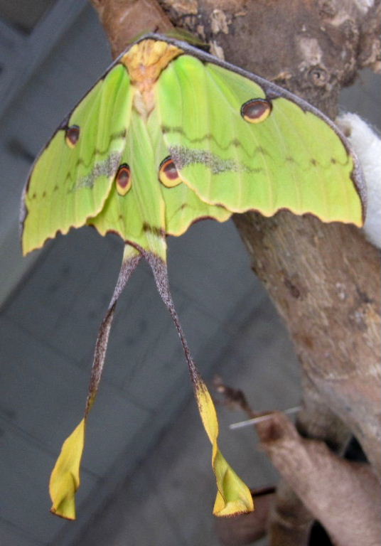 African Moon moth