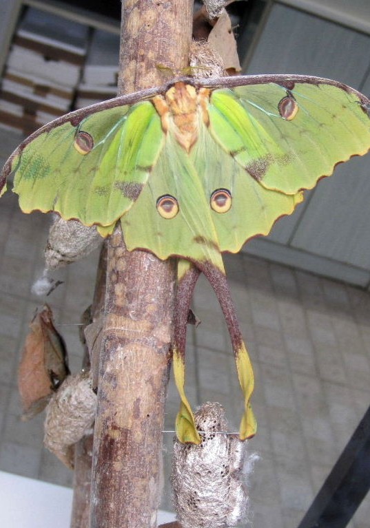 African Moon moth