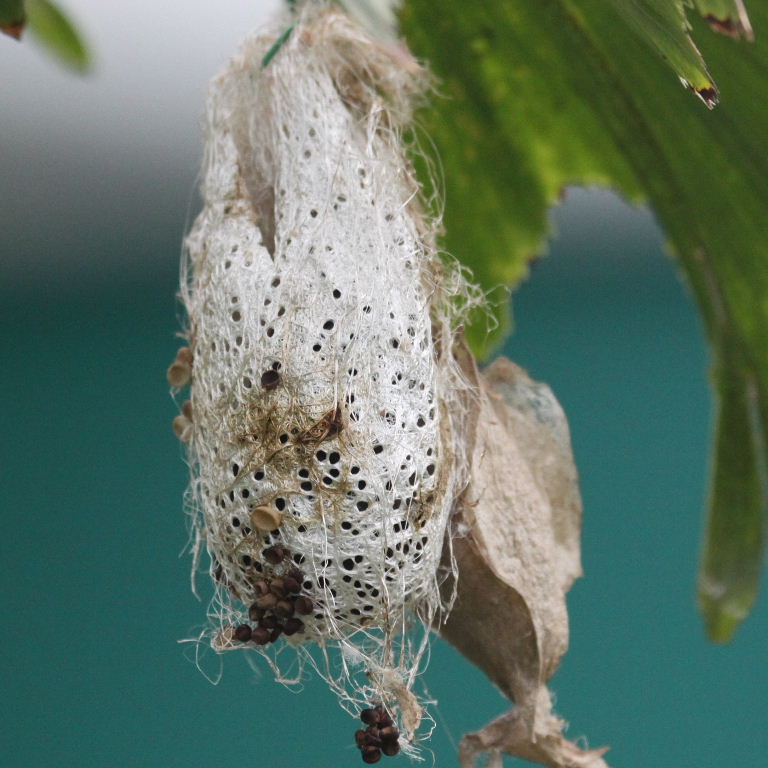 African Moon moth cocoon