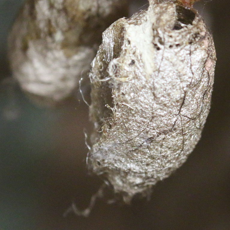 African Moon moth cocoon