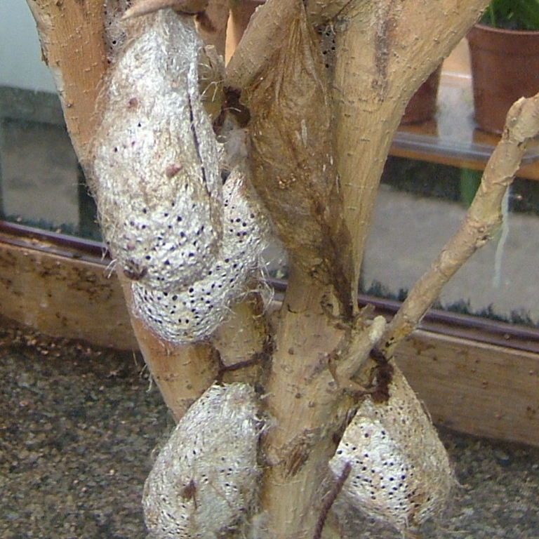 African Moon moth cocoon