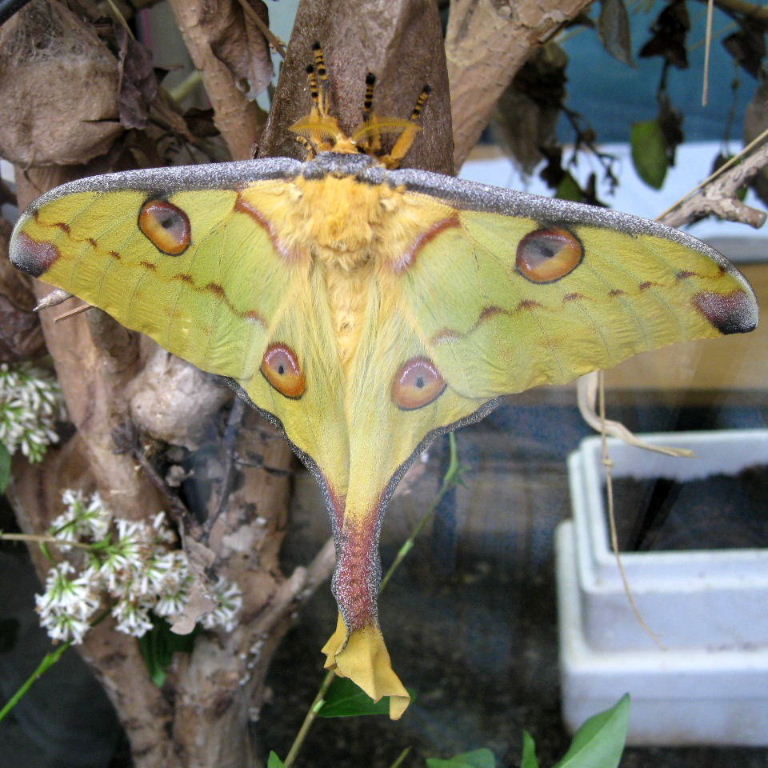 hybrid Moon moth