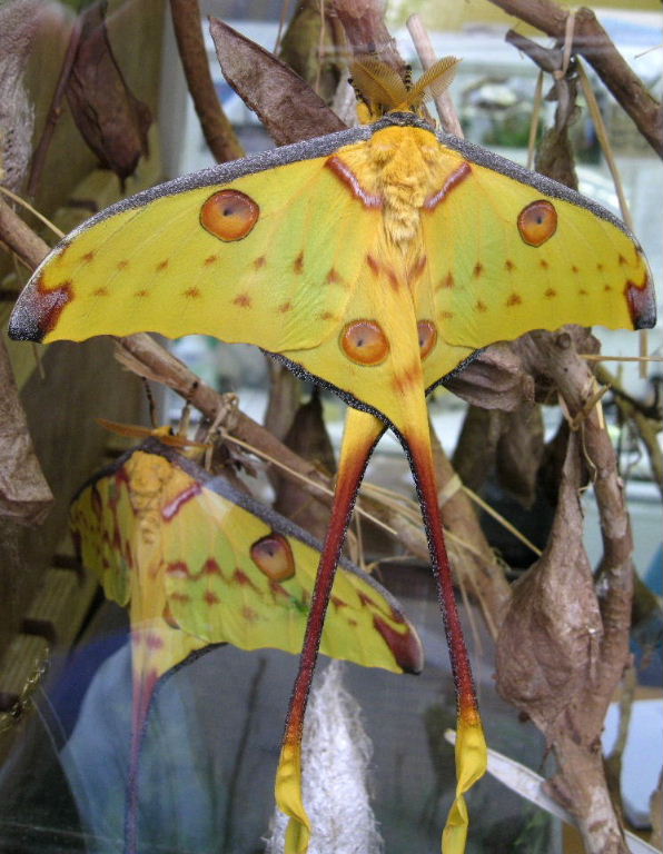 Madagascar Comet moth