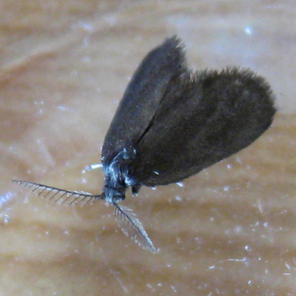 small brown moth