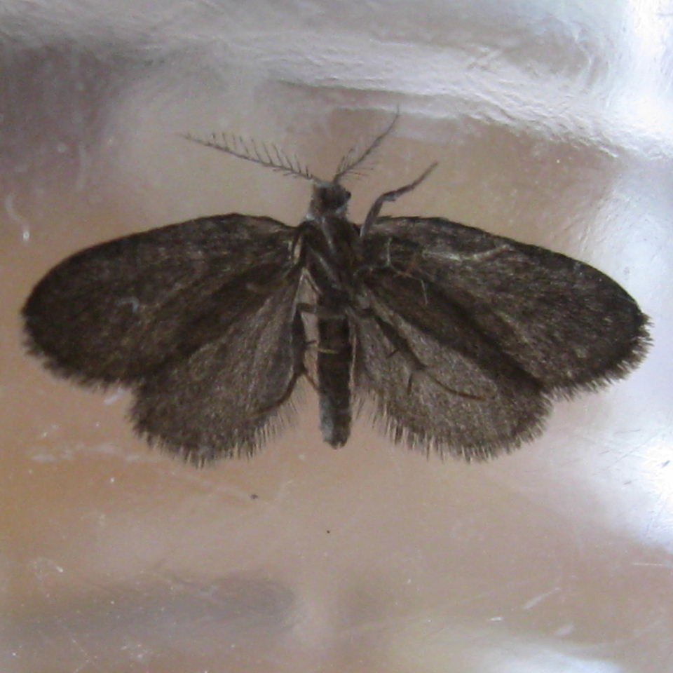 small brown moth