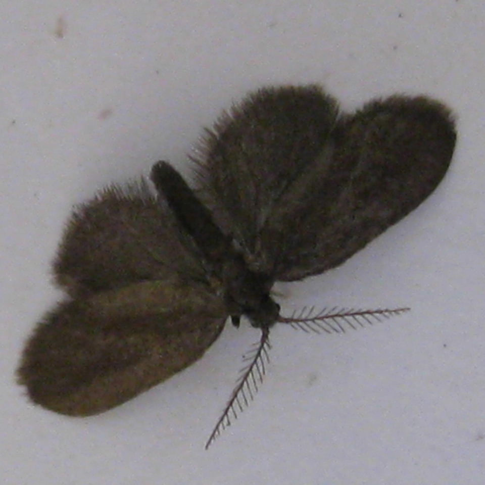 small brown moth