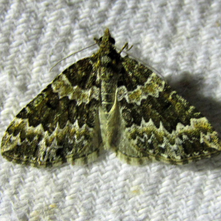 Autumn Green Carpet moth