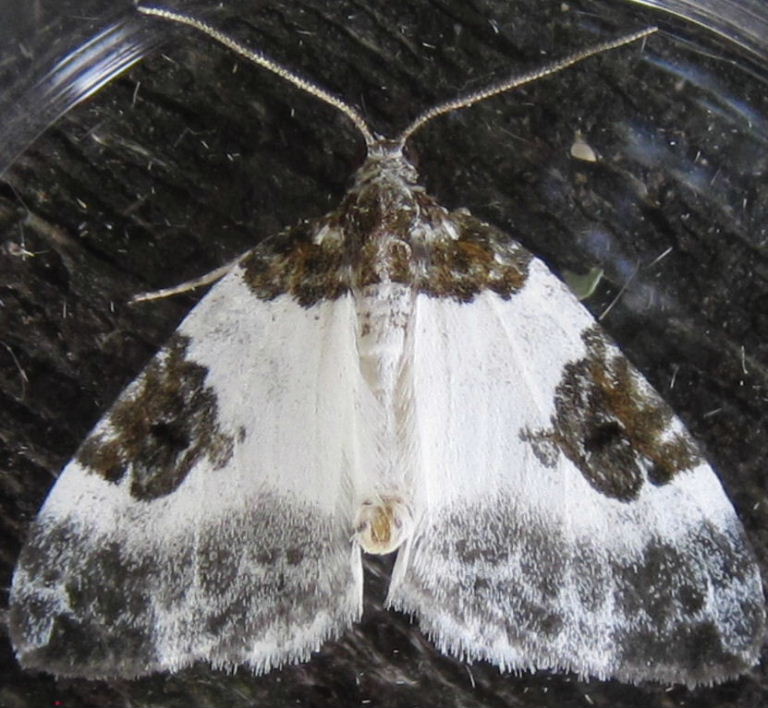 Blue-bordered Carpet moth