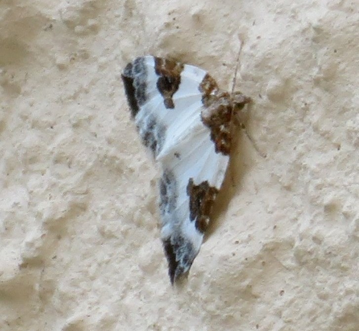 Blue-bordered Carpet moth