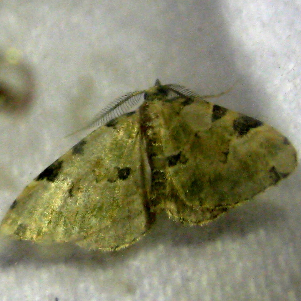 Green Carpet moth faded