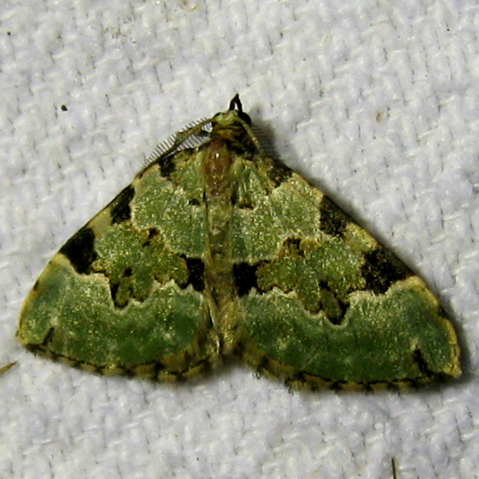 Green Carpet moth male