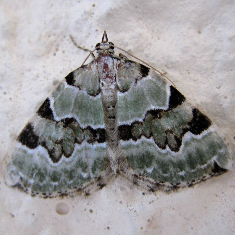 Green Carpet moth female