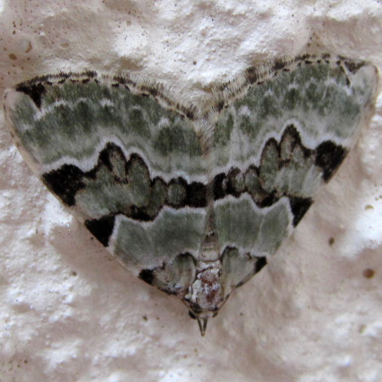 Green Carpet moth female
