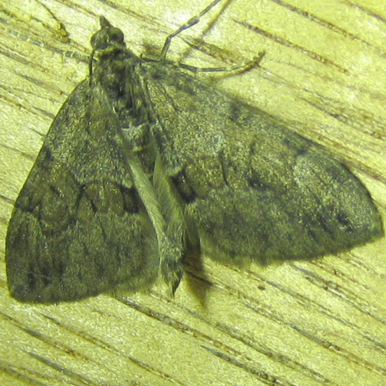 Grey Pine Carpet moth