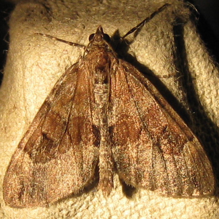 Grey Pine Carpet moth
