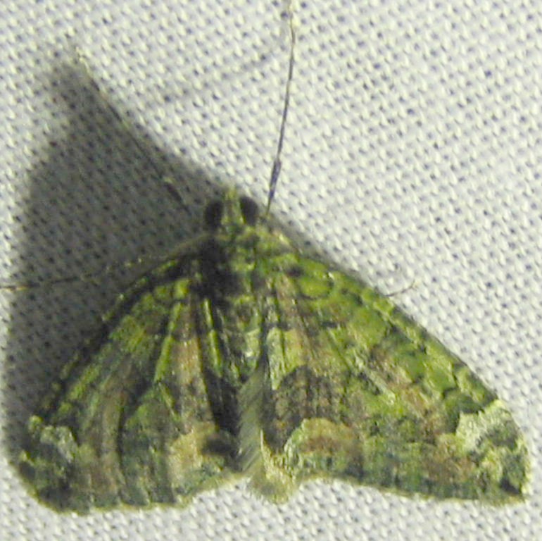 Red-green Carpet moth