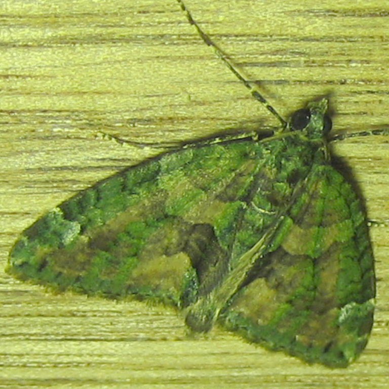 Red-green Carpet moth