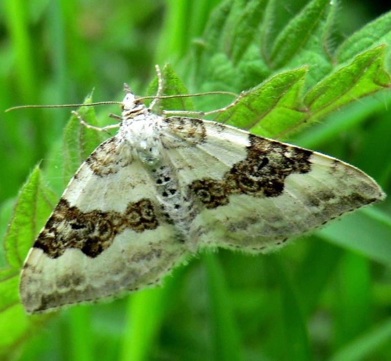 Silver-ground Carpet moth