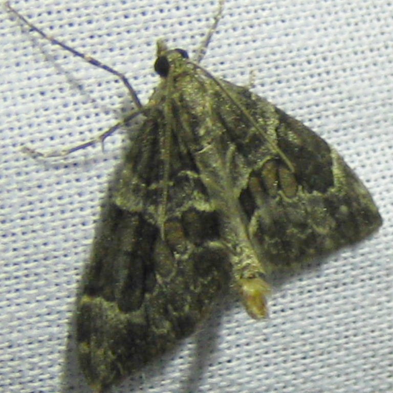 Spruce Carpet moth