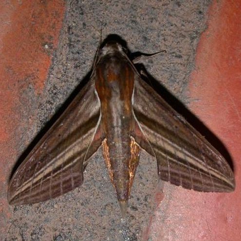 White-edged Hunter Hawk-moth