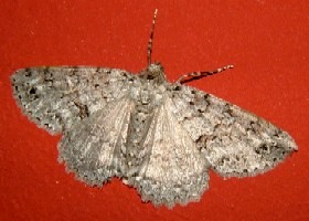 moth