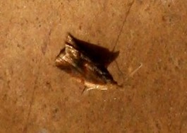moth