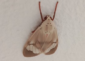 Arctiine Tiger Moth Amerila astreus