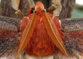 Giant Atlas moth