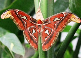 Giant Atlas moth