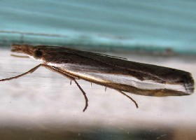 Orocrambus flexuosellus