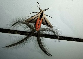 Creatonotos gangis