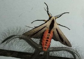 Creatonotos gangis