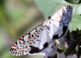 Crimson-speckled footman