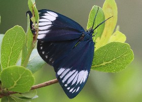 Cyclosia macularia day-flying moth