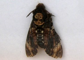 Deathshead Hawk-moth