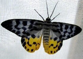 Dysphania day-flying moth