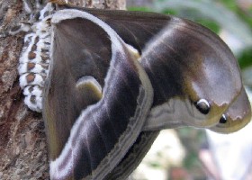 Eri Silkmoth