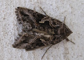 Essex Y moth