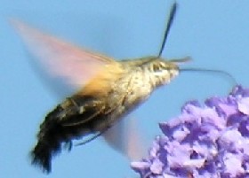 Hawk-moth Impatiens-type