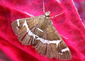 Beet Web Worm