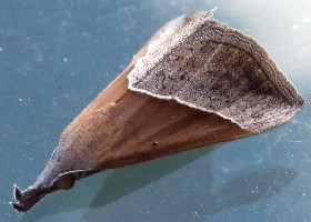 Hypena lividalis